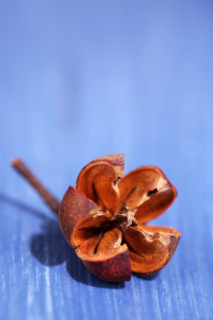 Flor seca decorativa na superfície da mesa de madeira colorida