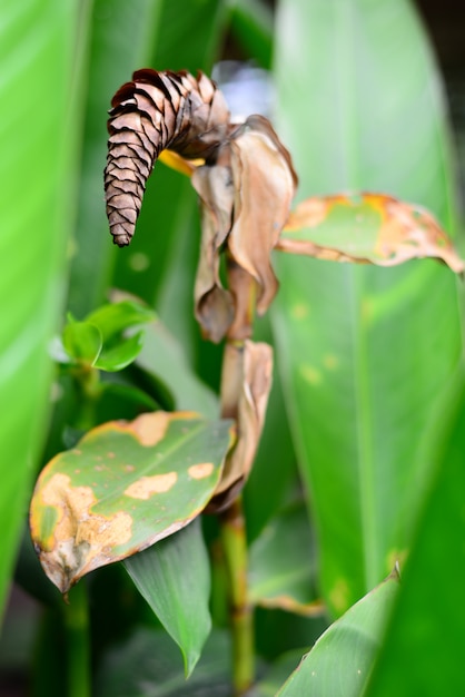 Foto flor seca de los jengibres del espiral de costus woodsonii con el fondo borroso