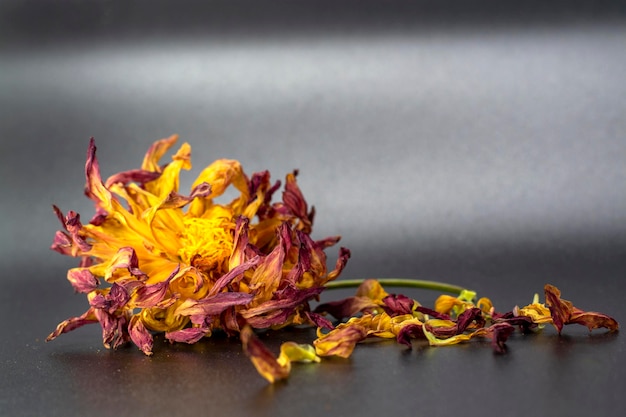 Flor seca con pétalos secos sobre fondo oscuro. Consentimiento al final de la vida