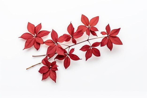 Flor seca de sinensis roja sobre fondo blanco vista plana superior con espacio vacío