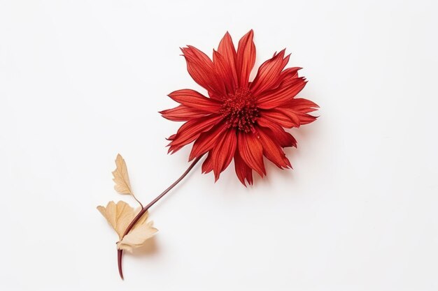 Flor seca de sinensis roja sobre fondo blanco vista plana superior con espacio vacío