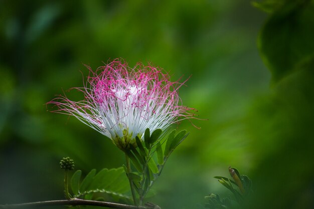 Foto flor de seda persa