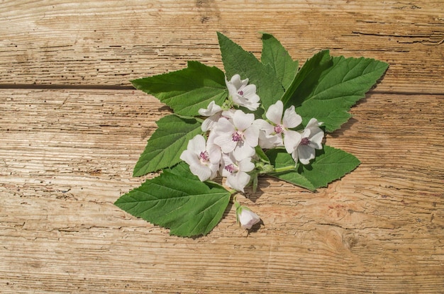 Flor selvagem Althaea officinalis Marsh malva flores de verão Cummon Marshmallow Althaea officinalis