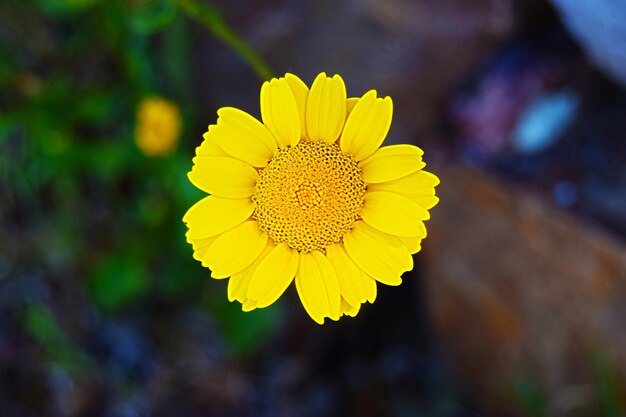 Flor selvagem amarela em primeiro plano com fundo desfocado