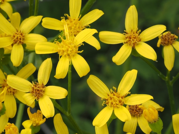 flor selvagem amarela em um prado de verão