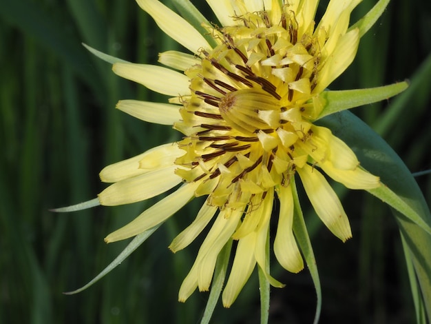 flor selvagem amarela em um prado de verão