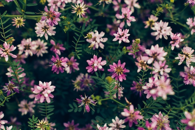 Flor selvagem de primavera.