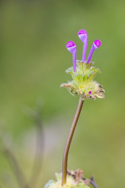 Flor selvagem em seu ambiente natural.