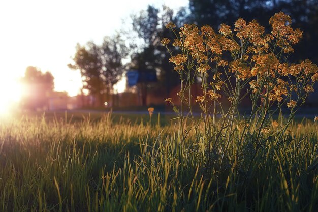 Flor selvagem em um prado verde na hora do pôr do sol da noite de primavera