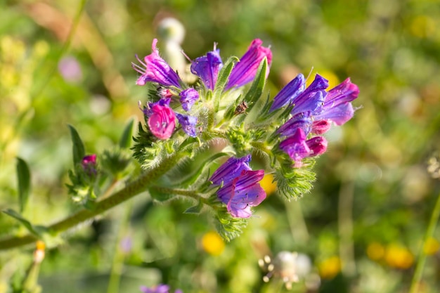 Flor selvagem na natureza, nome científico; echium plantagineum