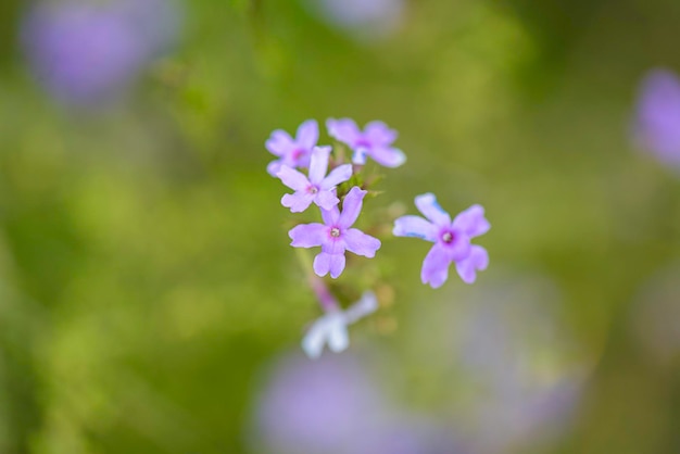 Flor selvagem na Patagônia La Pampa Argentina