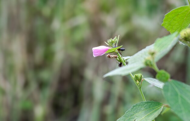 Flor selvagem rosa na selva com espaço de cópia