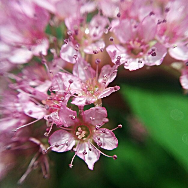 Foto flor selvagem rosa