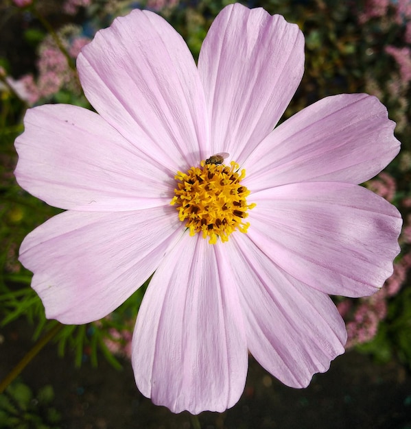 Flor selvagem rosa