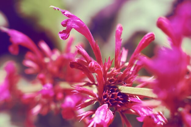 Flor selvagem rosa