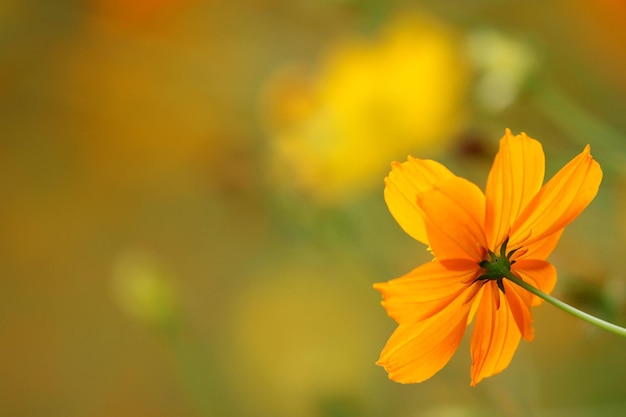 Foto la flor de la semilla de tick coreopsis