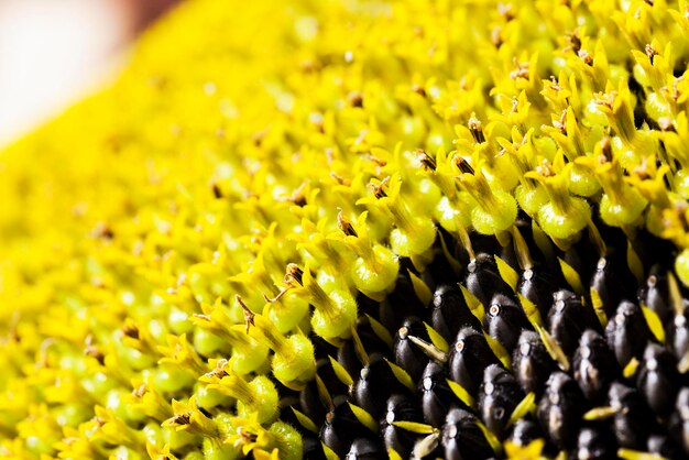 Flor semillas de girasol