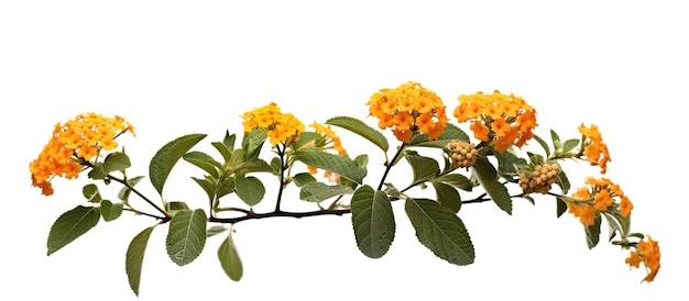 Flor de setos Lantana Lantana llorona Salvia blanca Nombre científico Lantana camara Flor con hojas sobre fondo blanco