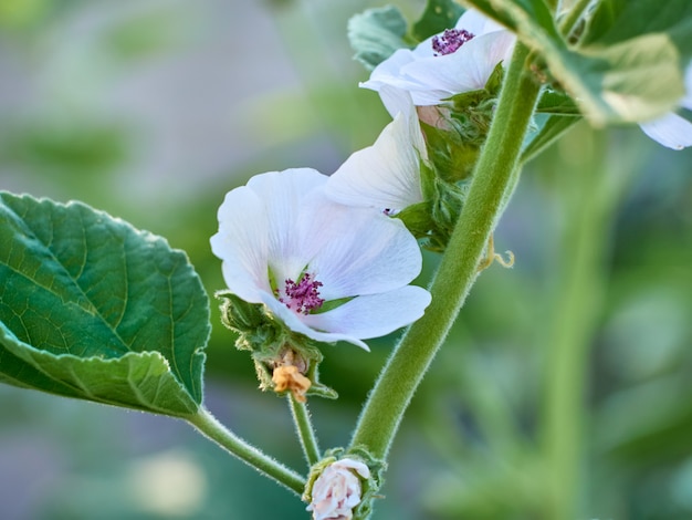 Flor silvestre Althaea officinalis en el jardín.