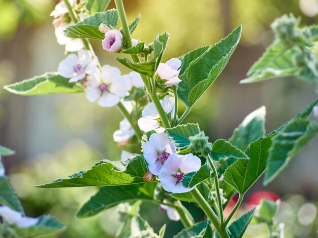 Flor silvestre Althaea officinalis en el jardín.