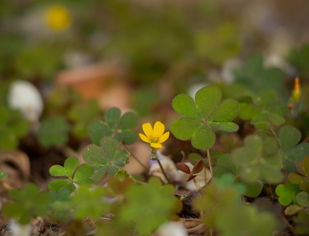 Flor silvestre amarilla en un camino rural en un día soleado en Grecia