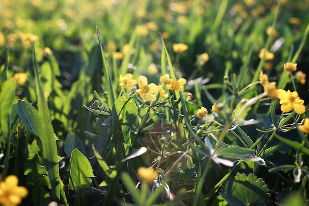 Flor silvestre de primavera em um campo