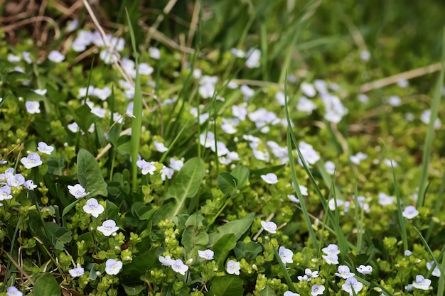 Flor silvestre de primavera em um campo