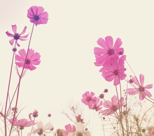 Foto flor silvestre con filtro vintage desenfocado