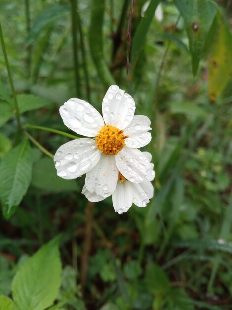 Foto flor silvestre (flor silvestre)