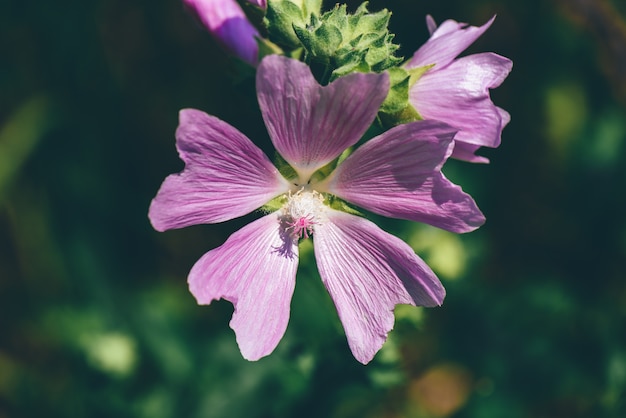 Flor silvestre de geranio de campo rosa. De cerca