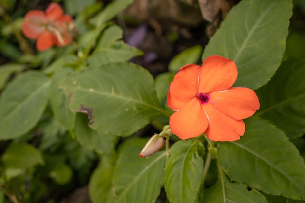 Flor silvestre laranja floresce na primavera