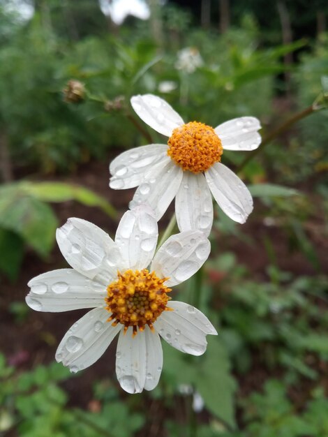 Foto flor silvestre con lluvia