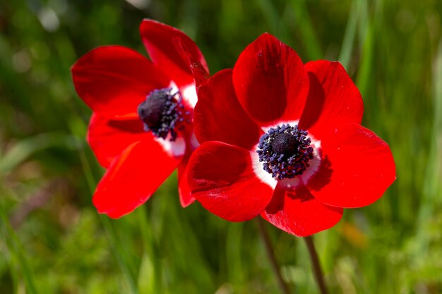 Flor silvestre en la naturaleza temporada de primavera anémona Anemone coronaria