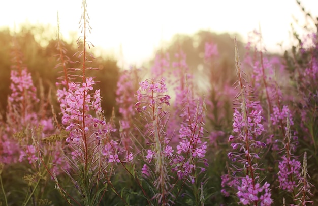 Flor silvestre en niebla al atardecer