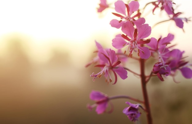 Flor silvestre en la niebla al atardecer