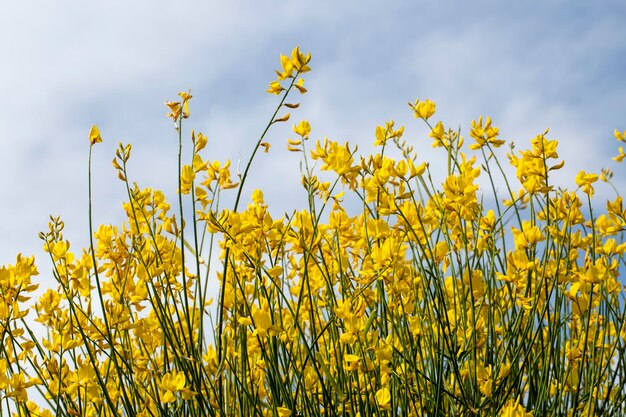 Flor silvestre, nombre científico; Spartium junceum