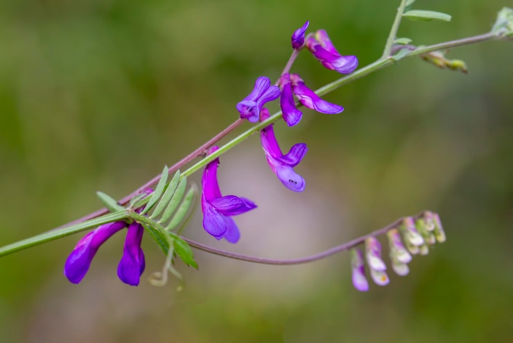 Foto flor silvestre, nome científico; vicia vilosa