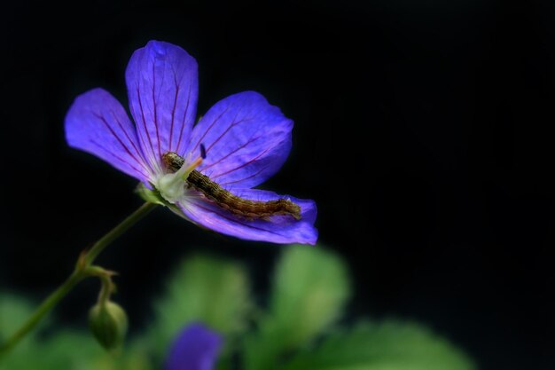 Flor silvestre con una oruga en el pétalo