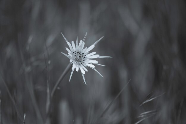 Flor silvestre en la Patagonia La Pampa Argentina