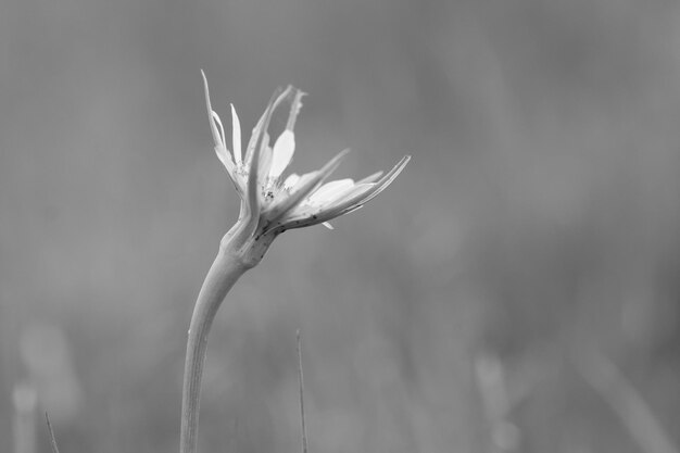 Flor silvestre en la Patagonia La Pampa Argentina