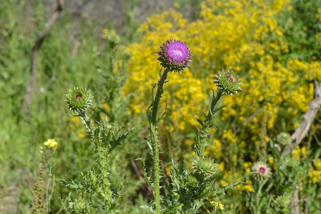 Flor silvestre en la Patagonia La Pampa Argentina