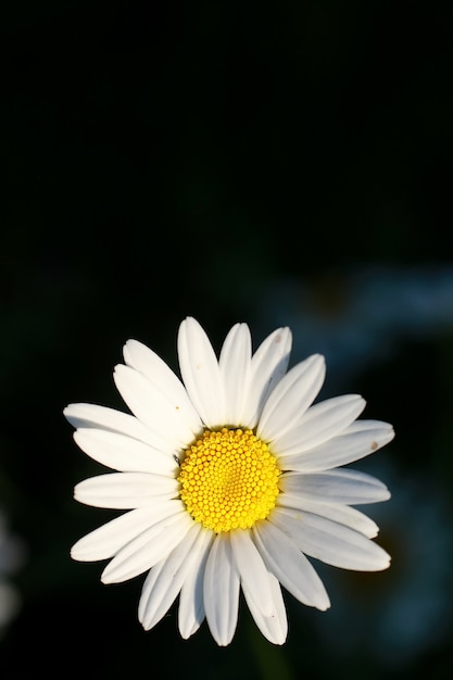 Flor silvestre. Pequeñas flores en un prado verde primavera.