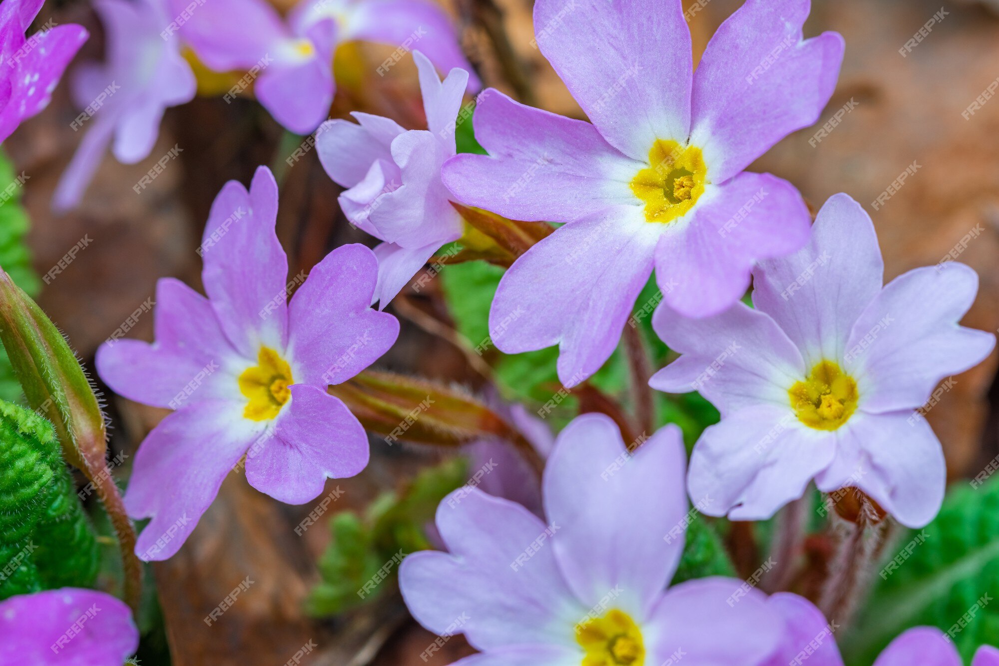 Flor silvestre de planta violeta, viola odorata, sweet violet. flora | Foto  Premium