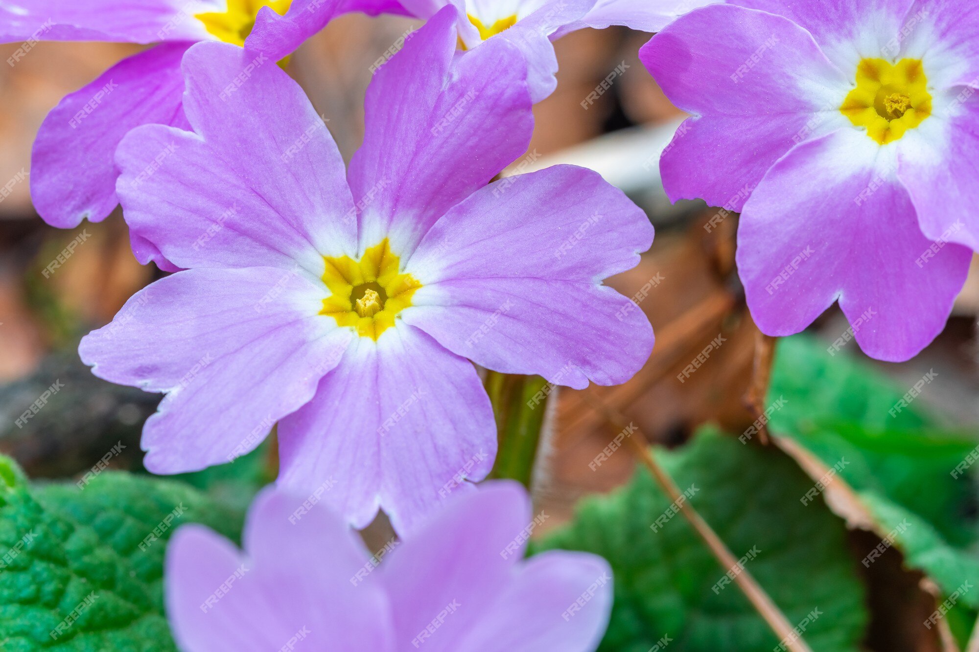 Flor silvestre de planta violeta, viola odorata, sweet violet. flora | Foto Premium Flor silvestre de planta violeta, viola odorata, sweet violet. flora | Foto Premium