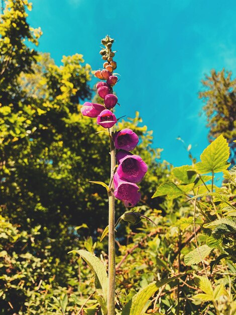 Foto flor silvestre púrpura