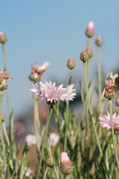 Flor silvestre rosa en campo con cielo azul