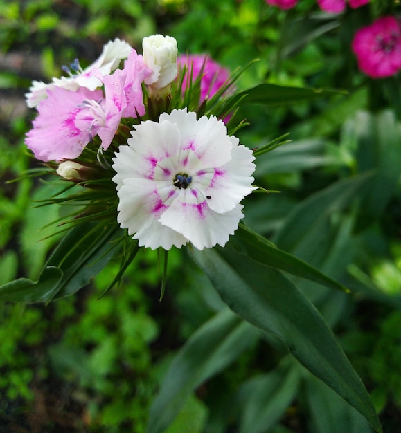 Flor silvestre rosa