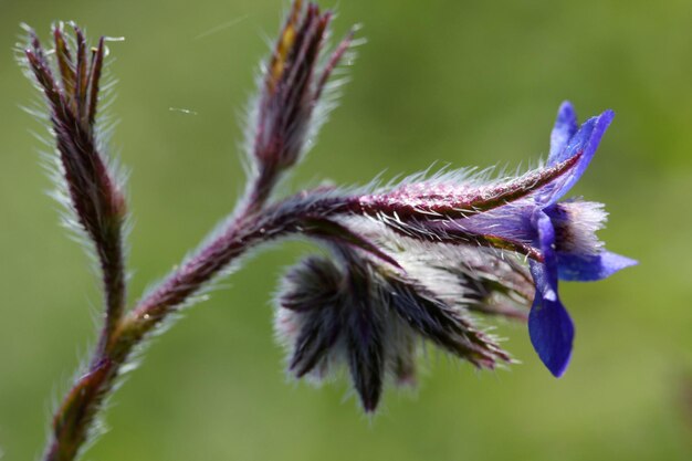 flor silvestre