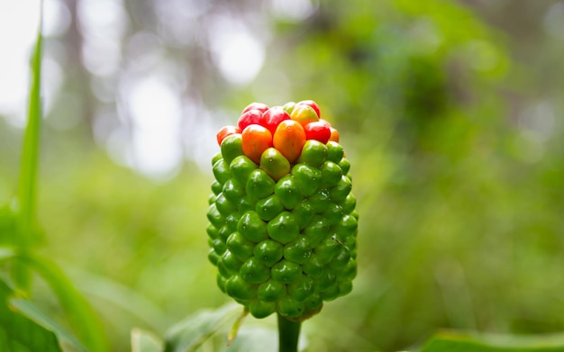 Flor silvestre