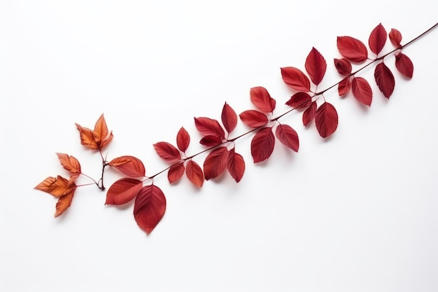 Flor de sinensis roja seca en fondo blanco vista superior plana con espacio vacío